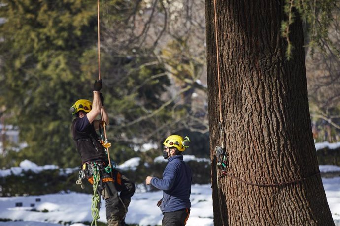Dos operarios arreglan los desperfectos en los árboles del Real Jardín Botánico, en Madrid, (España).