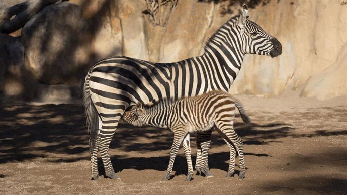 Filomena en Bioparc