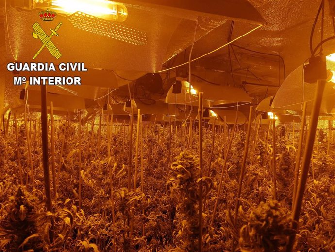 Plantación de marihuana hallada por la Guardia Civil en Ciruelos