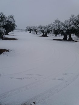 Campo nevado durante el temporal 'Filomena'