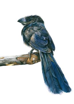 Dibujo ganador del certamen 'Illustraciencia' en su séptima edición