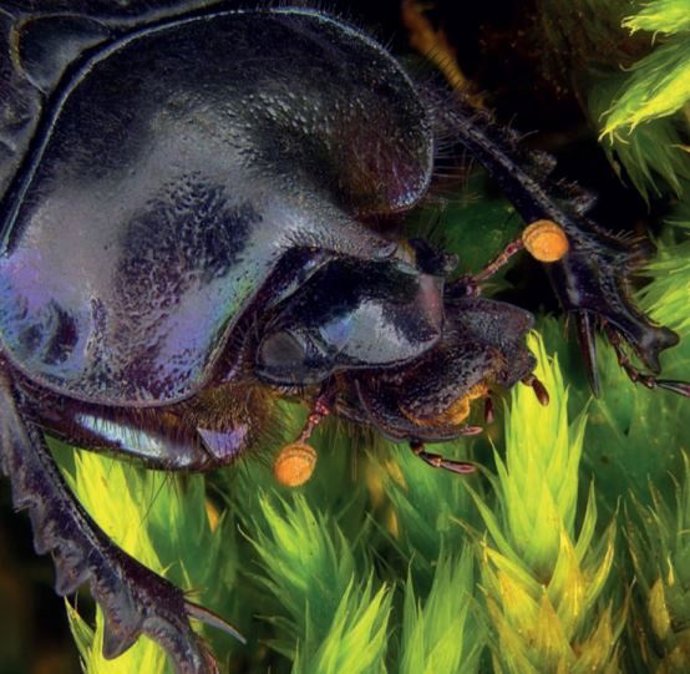 Informe de la UICN sobre el escarabajo pelotero