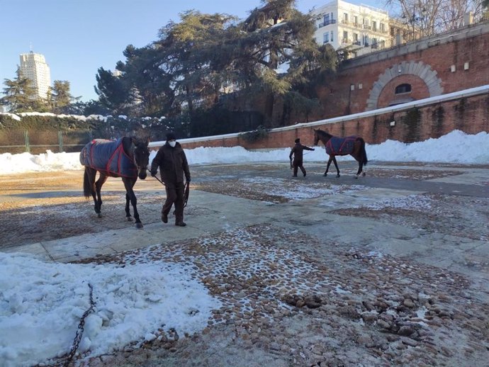 Dos de caballos del Palacio Real pasean por la explanada tras ser despejada de nieve.
