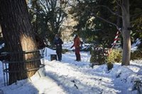 Madrid confía en salvar la mayor parte de los árboles dañados y estima en 70 millones la reforestación