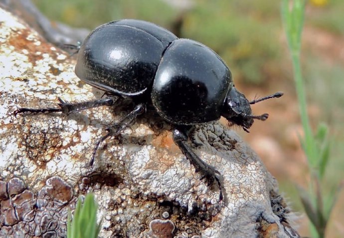 La UICN advierte de que los ecarabajos peloteros que generan numerosos beneficios ambientales, entre ellos la reducción de emisiones de GEI, están en una grave situación por el actual modelo agrario y ganadero.