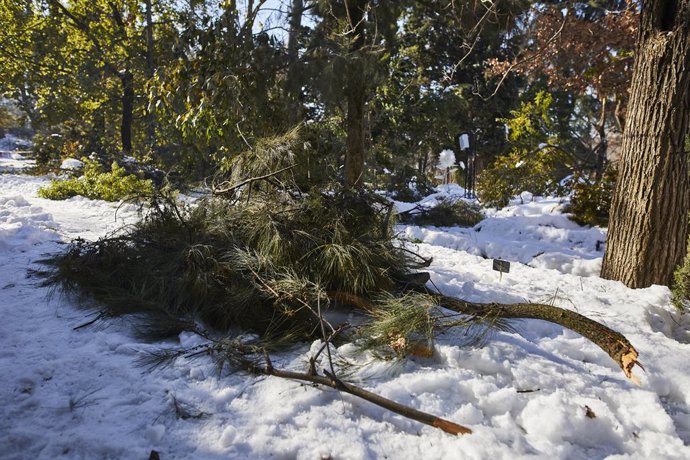 Varios árboles del Real Jardín Botánico que han sufrido desperfectos tras la gran nevada provocada por la borrasca Filomena, en Madrid, (España), a 15 de enero de 2021. Según señala la dirección general de Aguas y Zonas Verdes, "más de 150.000 árboles