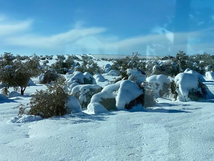 Olivos afectados por la nieve.