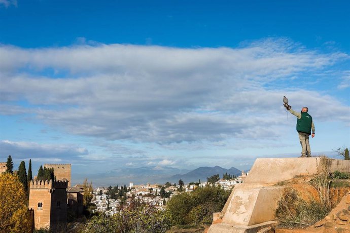 Un halcón sobrevuela la Alhambra para prevenir la presencia de palomas