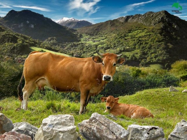 Vacas de Ternera Asturiana