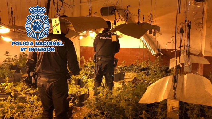 Imagen de archivo de un cultivo de marihuana intervenido por la Policía