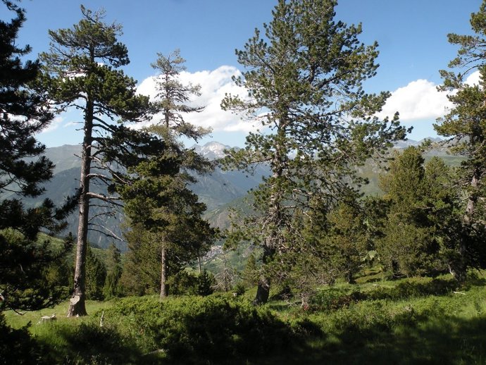 Un ejemplar de pino rojo