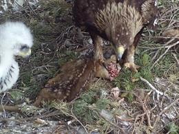 Un proyecto concluye que el águila real regula la población de corzos del Pirineo de Lleida
