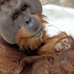 Un orangután macho se hace cargo de su cría tras la muerte de su madre en un gesto poco común en la naturaleza