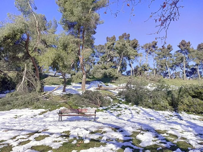 Varios árboles caídos en el Parque Caramuel, en Madrid (España), a 18 de enero de 2021. Hace una semana la Consejería de Medio Ambiente y Movilidad del Ayuntamiento de Madrid, suspendió la apertura al público de los parques municipales y las instalacion