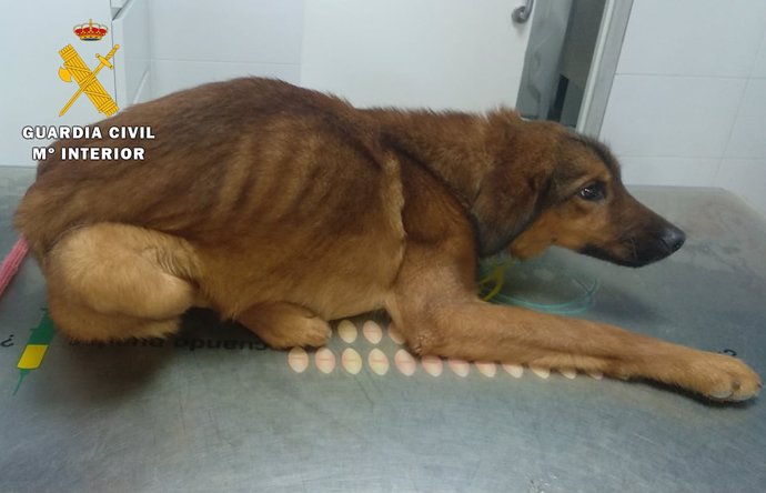 Perro recogido por la Guardia Civil con claros síntomas de haber sufrido maltrato.