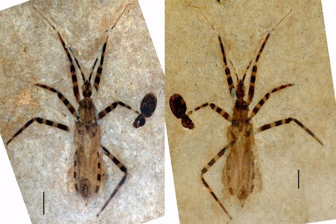 El fósil representa una nueva clase de los denominados 'insectos asesinos'