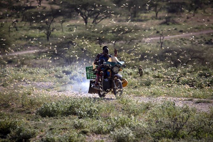 Enjambre de langostas en el noreste de Kenia