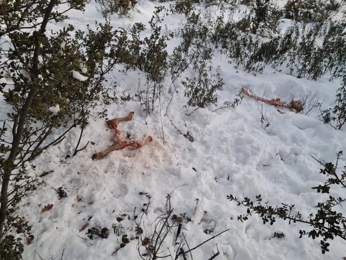 Ataques de lobo a ganado en la Sierra Norte de Guadalajara