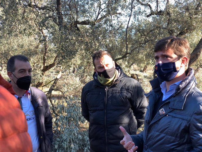 El presidente provincial del PP Zaragoza, Ramón Celma, en el olivar de Belchite.