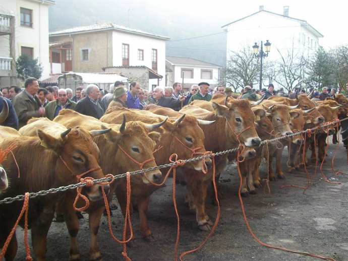 Reses en una edición de la Feria ganadera de San Blas.