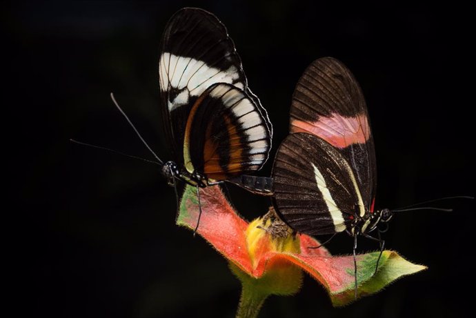 Dos mariposas apareándose en cautiverio. Heliconius cydno (izquierda) y Heliconius melpomene (derecha).