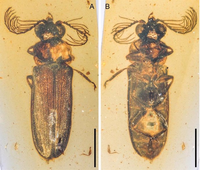 Cretophengodes azari, un escarabajo fósil productor de luz del ámbar birmano del Cretácico (100 millones de años).