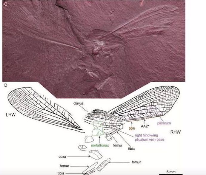 Nueva especie de mantis religiosa del Cretácico