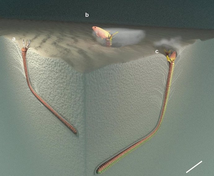 Recreación del gusano depredador de dos metros de largo en la madriguera cuyo rastro fósil ha sido identificado en el estudio