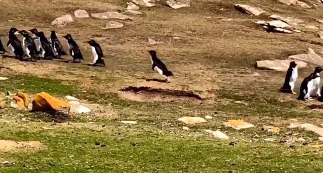 El despiste de un pingüino al confundirse de dirección durante una “charla” entre grupos se hace viral