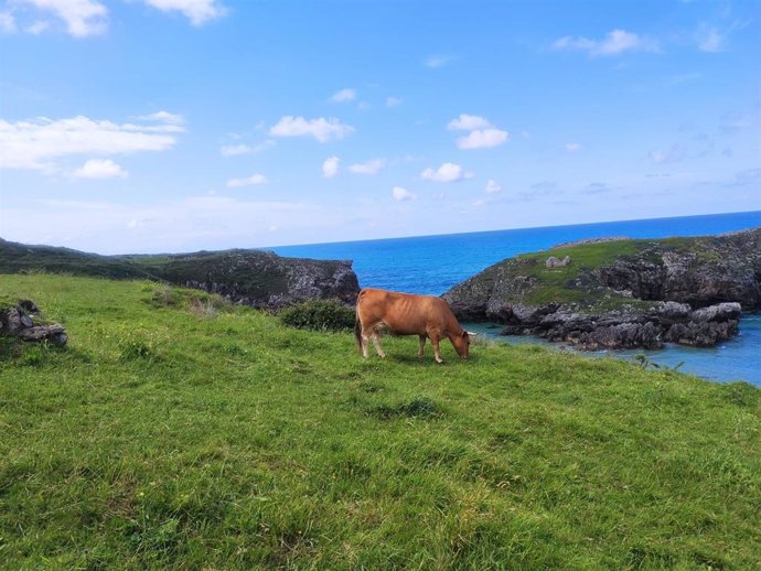Vacas pastando en el entorno de la playa de Cué, en Llanes.