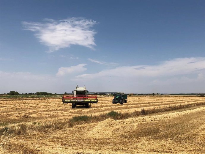 Mondelez International estima una cosecha de 20.000 toneladas de trigo en la campaña 2019-20
