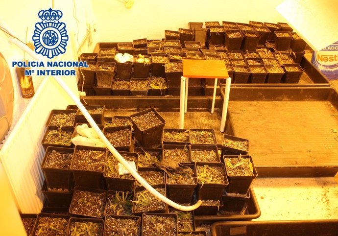 Macetas de una plantación de marihuana