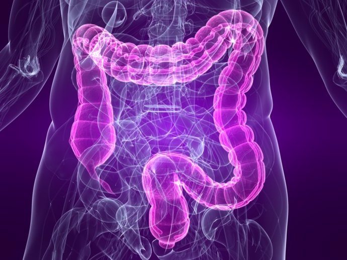 Intestinos, colon