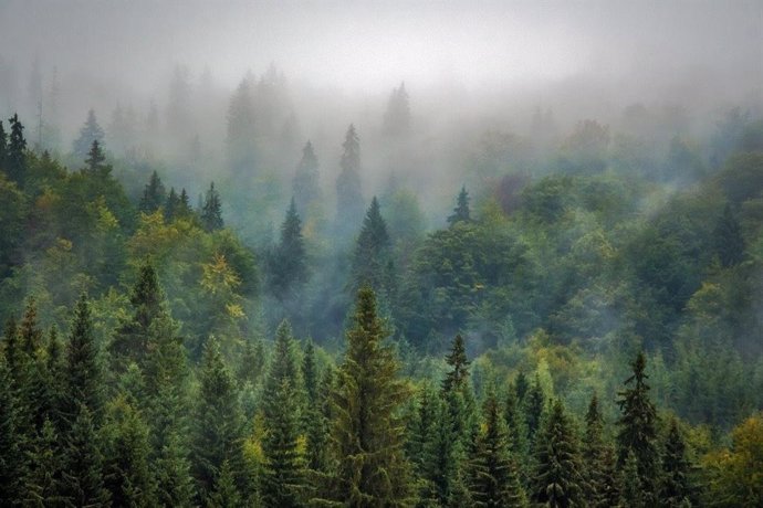 Luena afirma que la UE "debe ponerse a la vanguardia y legislar contra la deforestación mundial