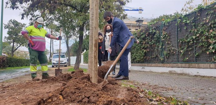 Ayuntamiento de Sevilla supera ya los 1.000 árboles en alcorques antes vacíos y suma 1.800 en la ciudad desde noviembre