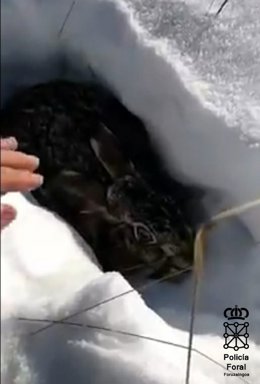 Fotograma de la liebre previo a su captura