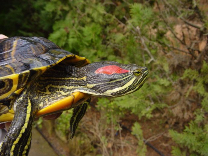 Ejemplar de una tortuga de Florida.