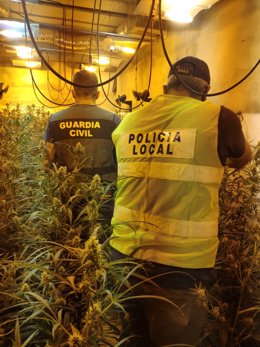 Plantación de marihuana en Jerez en una imagen de archivo