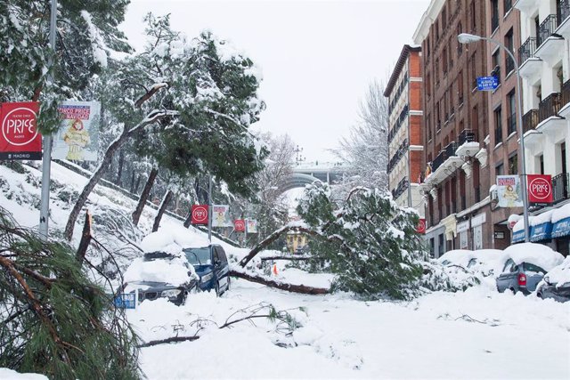 Árboles caídos durante la gran nevada provocada por la borrasca Filomena,  en Madrid.