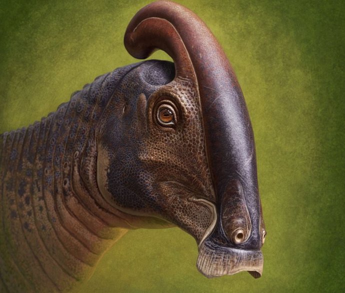 Reconstrucción de la cabeza en vida de Parasaurolophus cyrtocristatus basada en restos recién descubiertos.