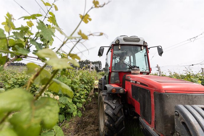 Un trabajador montado en un tractor trabaja en los viñedos de la empresa Txakoli Txabarri denominación de origen 'Vinos de Euskadi'. El sector vitivinícola es uno de los principales motores del turismo y de la riqueza nacional, ya que representa el 1,5%