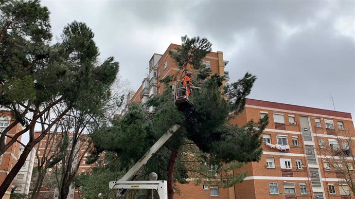 Técnicos del Servico de Evaluación y Revisión del Arbolado de Madrid (SERVER) retiran las ramas dañadas de los árboles de la ciudad.