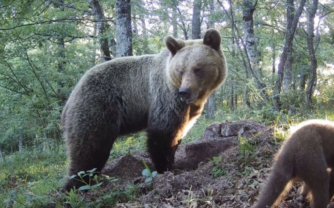 Ejemplar de osa reproductora junto a su osezno en el Parque Natural Las Ubiñas-La Mesa.