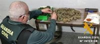 Dos detenidos con un cultivo con 205 plantas de marihuana en Vícar (Almería)