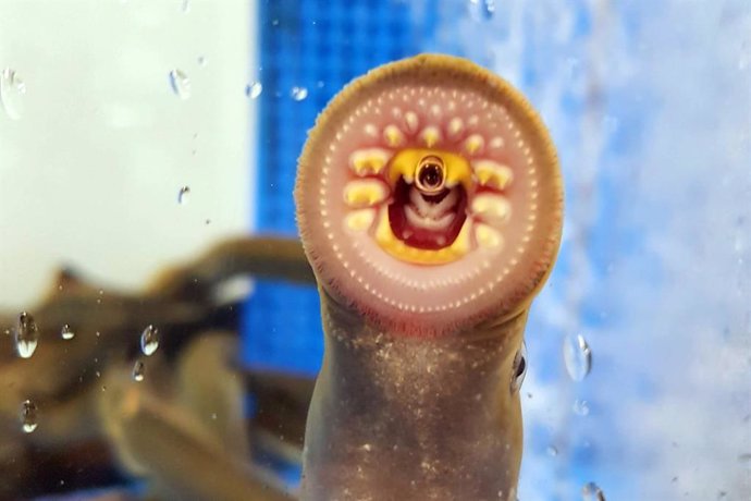 Puede que la lamprea no parezca sofisticada, pero este linaje de peces ancestrales sin mandíbula dio lugar a un importante paso genético en la evolución de cerebros complejos.