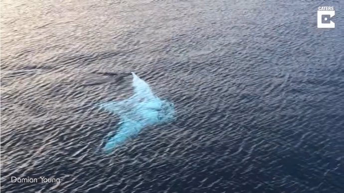 Una enorme mantarraya sorprende apareciendo delante de un grupo de turistas que logran capturarla en imágenes