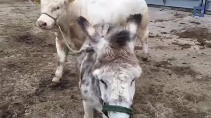 Un burro enseña a un rebaño de vacas cómo caminar