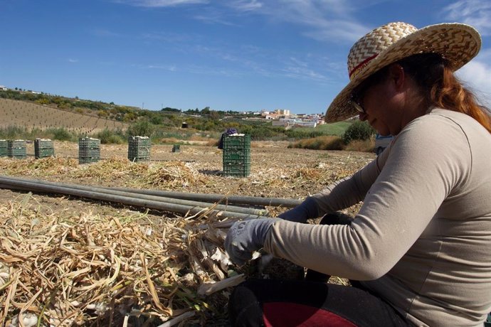 Una jornalera trabaja en la recogida del ajo en la provincia de Córdoba, en una imagen de archivo.