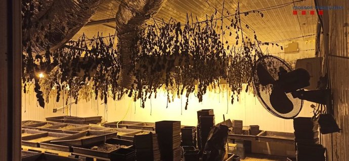 Plantació decomisada a Gav (Barcelona)