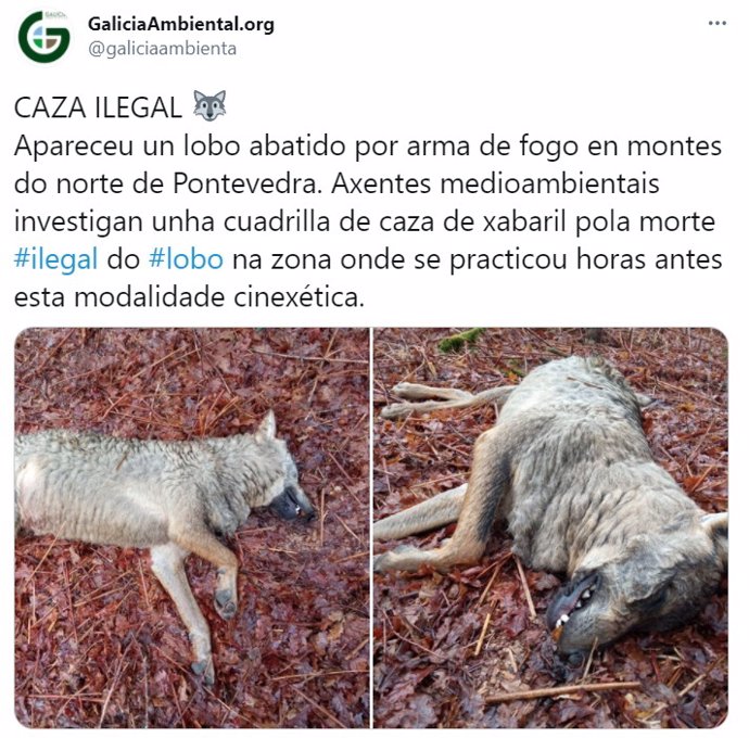 Tuit de la asociación Galicia Ambiental en el que denuncia la aparición de una loba muerta en A Estrada (Pontevedra).